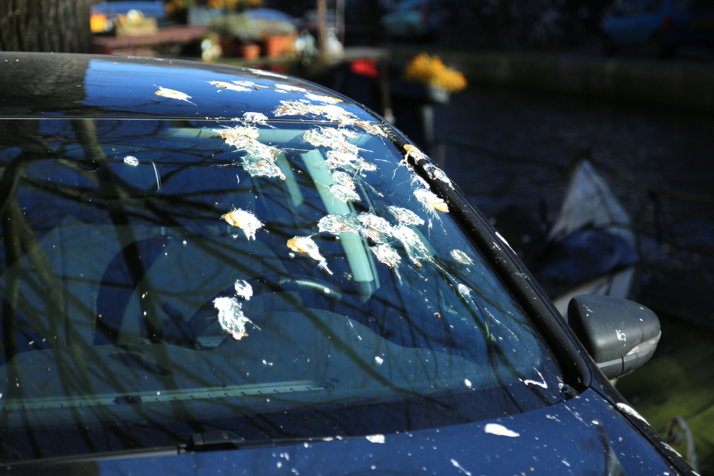Keep You Car Looking Brand New: No More Bird Poop