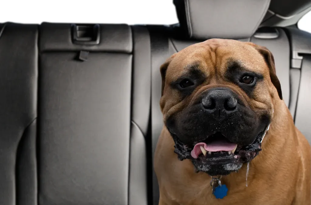 How To Clean Dog Drool Off Of Car Interior