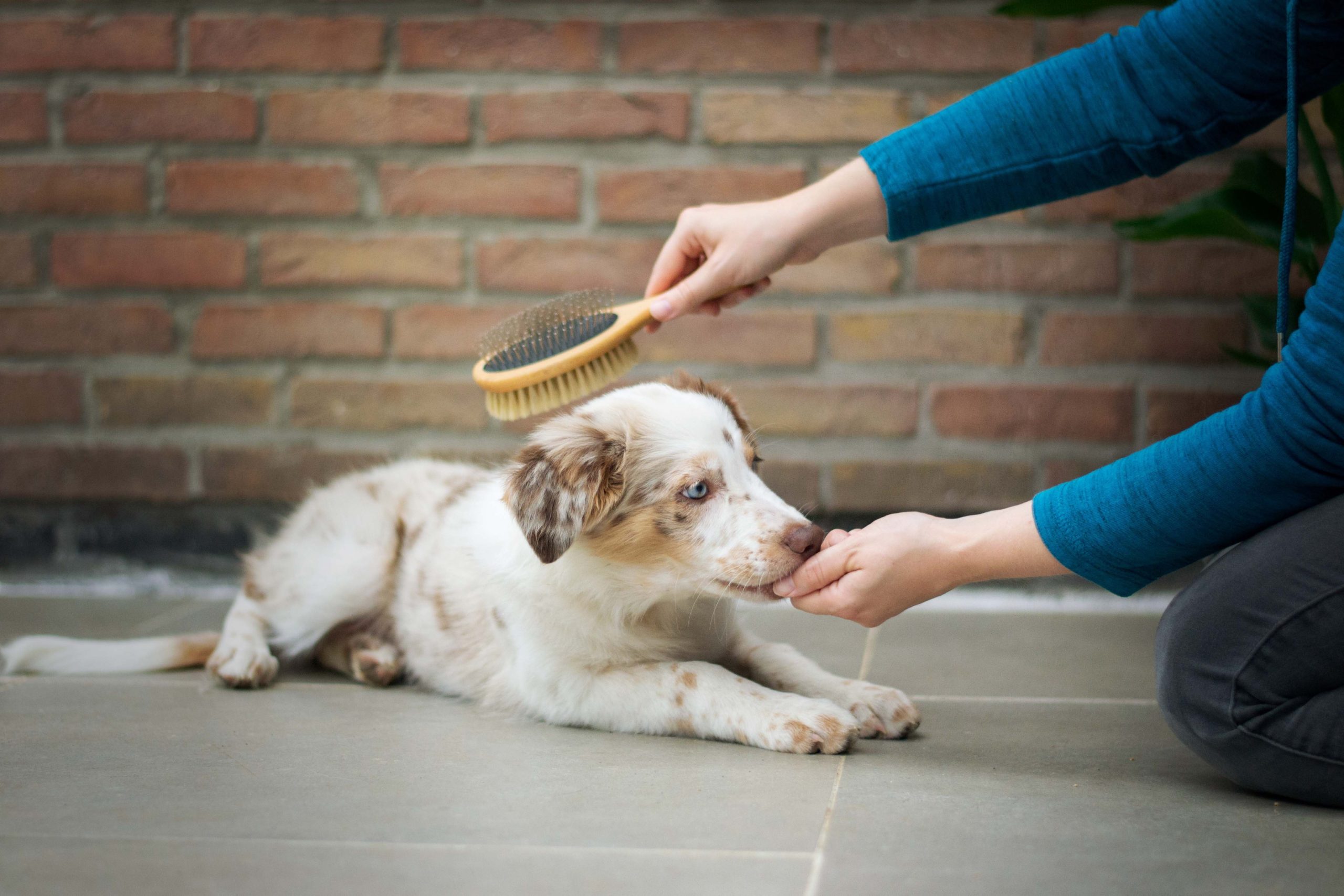 Pet owner brushing dog 