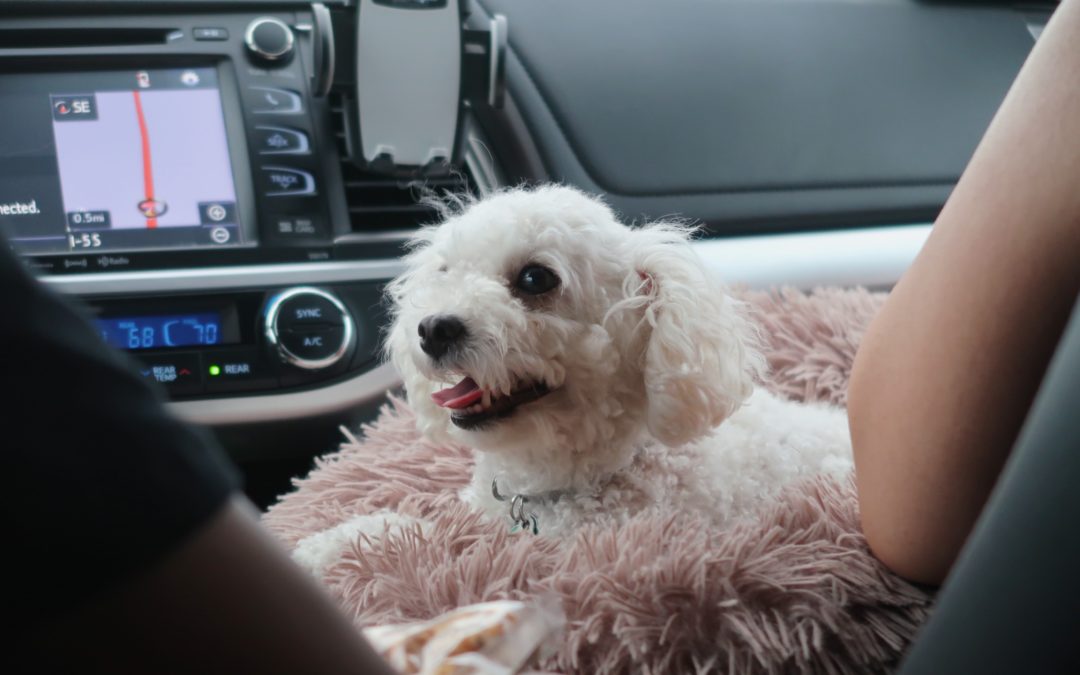 How To Keep Dog Hair Out Of Your Car